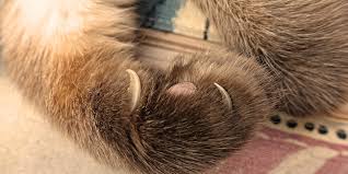 We did not find results for: Vers Ronds Et Vers Plats Ces Parasites Internes Dangereux Pour Les Chats