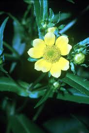 Image result for Bidens ruyigiensis