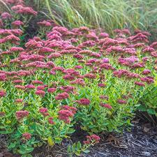 Image result for Sedum