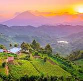 Image result for Tea Estate in uganda