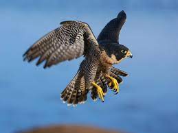 Baixe esta imagem gratuita sobre falcão animal pássaro da vasta biblioteca de imagens e vídeos de domínio público do pixabay. Sao Tome And Principe National Animal Falcon Falcao Peregrino Aves De Rapina Peregrino