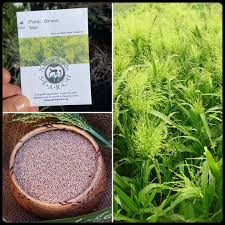 Image result for Panicum schinzii