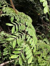 Image result for Moullava