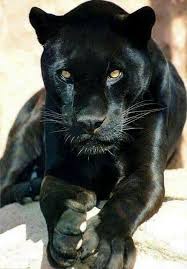 Pin By Oya Azakli On Raznoe Wild Animal Sanctuary Animals Animals Wild