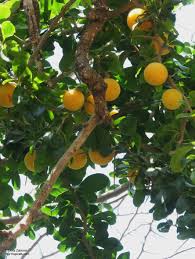 Image result for Dovyalis afra