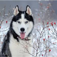 Black White And Brown Husky Siberian Husky Dog Black And White Colour With Blue Eyes In Winter Siberianhusky Husky Dogs Husky With Blue Eyes Russian Dog Breeds