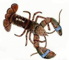 Storing Live Lobsters How To Handle Store And Keep Lobster At Home