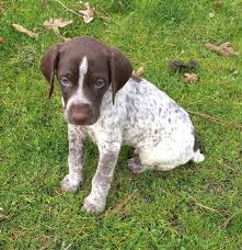 German shorthaired pointer puppies for sale austin texas. View Ad German Shorthaired Pointer Litter Of Puppies For Sale Near Oregon White City Usa Adn 19630