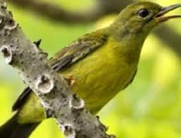 Bentuk mata menonjol dan mempunyai sorot mata yang tajam. Inilah Perbedaan Kolibri Kelapa Jantan Dan Betina Terlengkap