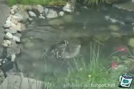 Weitere ideen zu lustige bilder, lustig, lustige tiere. Lustige Tiere