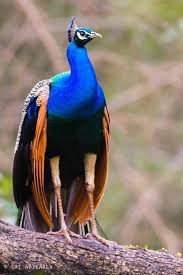 Indian Peafowl Peafowl Pretty Birds Animals