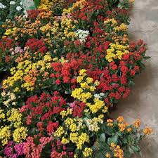 Kalanchoe Jardin Garden Jardineria Gardening Plants Garden
