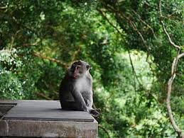 Good place to educate kids about animal, last time we come this place not to big, but this time getting much bigger, kampung. Monkey Monkey Forest Ubud Bali Indonesia Nature Jungle Animals Primate Balinese Long Tailed Monkey The Sacred Monkey Forest Sanctuary Pikist