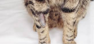 It is not normal for a cat's fur to get matted up under the chin and often that indicates a medical problem. Cat Hair Takes 3 6 Months To Grow Back It Depends Upon Archie Cat