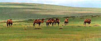 We get outrun by ostriches and outswum by penguins. Mongolian Camels