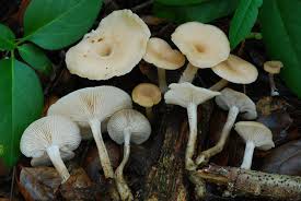 Image result for Clitocybe multiceps