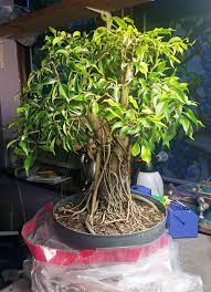 It is an interesting looking plant for a bonsai, with narrow elevated roots that swell into a potbelly trunk and narrows at the branches before spreading out to the crown. Terrarium Tear Up 2 This Time With A Tree