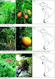 Image result for Cylicomorpha parviflora