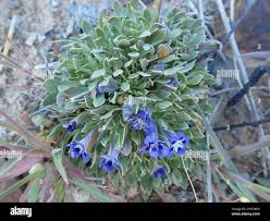 Image result for Aptosimum elongatum