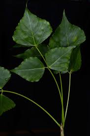 Image result for Erythrina afra