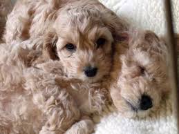 Barley The Cockapoo Teddy Bear Dog Cute Animals Cockapoo Puppies