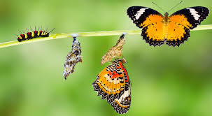 Check spelling or type a new query. So Locken Sie Schmetterlinge Bienen Und Andere Nutzlinge Auf Balkon Und Garten