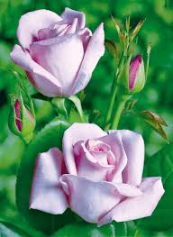 Ruusu Mainzer Fastnacht Tantop Ruusut Agrimarket Blumen Rosen Rosen Pflanzen Blumenbilder