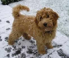 Breeder recommendation for goldendoodle and labradoodle. Puppies For Sale Dogs Adoptions Central In 2021 Labradoodle Miniature Labradoodle Puppy Labradoodle Pictures