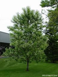 Image result for Prunus