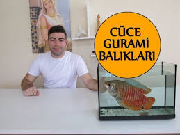 Cuce Gurami Baliklari Balik Cuce