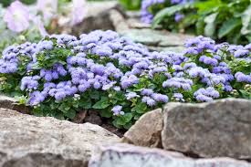 Image result for Ageratum