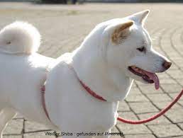 Shiba inu, a decentralized deflationary evolution to doge. Der Shiba Inu Akita Und Shiba Inu Zuchter Sachsen