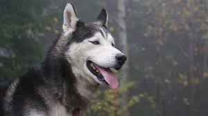 Her finder du dine lokale nyheder. Download Wallpaper 1366x768 Husky Dog Eyes Face Tablet Laptop Hd Background