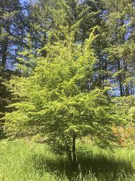 Washington is the capital of the united states of america. Washington State Noxious Weed Control Board
