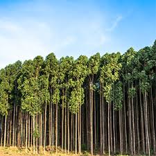 Image result for Eucalyptus citriodora