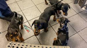 Check spelling or type a new query. Eingeschmuggelte Hundewelpen Sichergestellt Br24