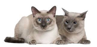 The first cat of record with siamese markings appeared on an old engraving discovered by a mr. Blue Point Siamese Cat 5 Types Revealed