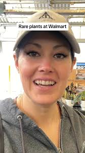 I remember when these houseplants were impossible to find and so expensive.  Rare plants at @Walmart. #houseplants