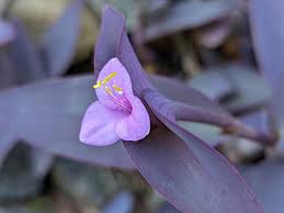 Image result for Tradescantia pallida
