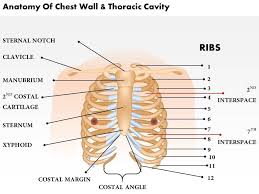 Chest radiographs are the most common film taken in medicine. 0514 Anatomy Of Chest Wall And Thoracic Cavity Medical Images For Powerpoint Graphics Presentation Background For Powerpoint Ppt Designs Slide Designs