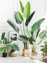 Bird Of Paradise Plant Care Indoors Artificial Plastic Travellers Banana Indoor Bonsai Tree Plants Artificial House Plants Buy Artificial Tr House Plants Indoor Indoor Plants House Plants Decor