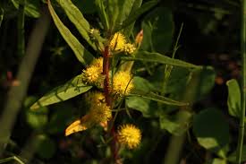 Image result for Lysimachia ruhmeriana