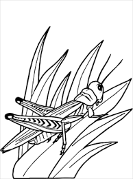 Add these free printable science worksheets and coloring pages to your homeschool day to reinforce science knowledge and to add variety and fun. Kids N Fun Com 21 Coloring Pages Of Grasshoppers