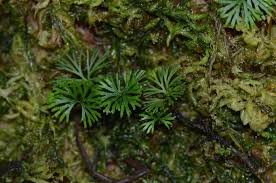 Image result for Elaphoglossum spathulatum