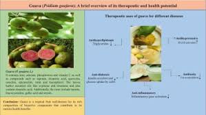 Image result for Psidium guajava