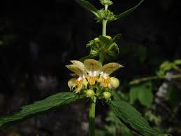 Image result for Equilabium stenosiphon