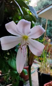 Image result for Crinum moorei