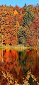 Wallpaper Weekends Autumn Foliage Iphone Wallpapers