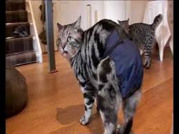 I think it's pretty obvious who's the winner here. Cat In Nappy Www Neurosurgeondrapoorva Com