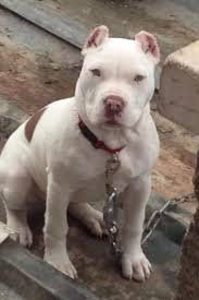 Adorable But Lose The Chain Dog Pounds Bully Breeds Pitbull Dog